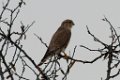 Merlin 2015-11-14_2
